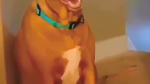 Funny Animal