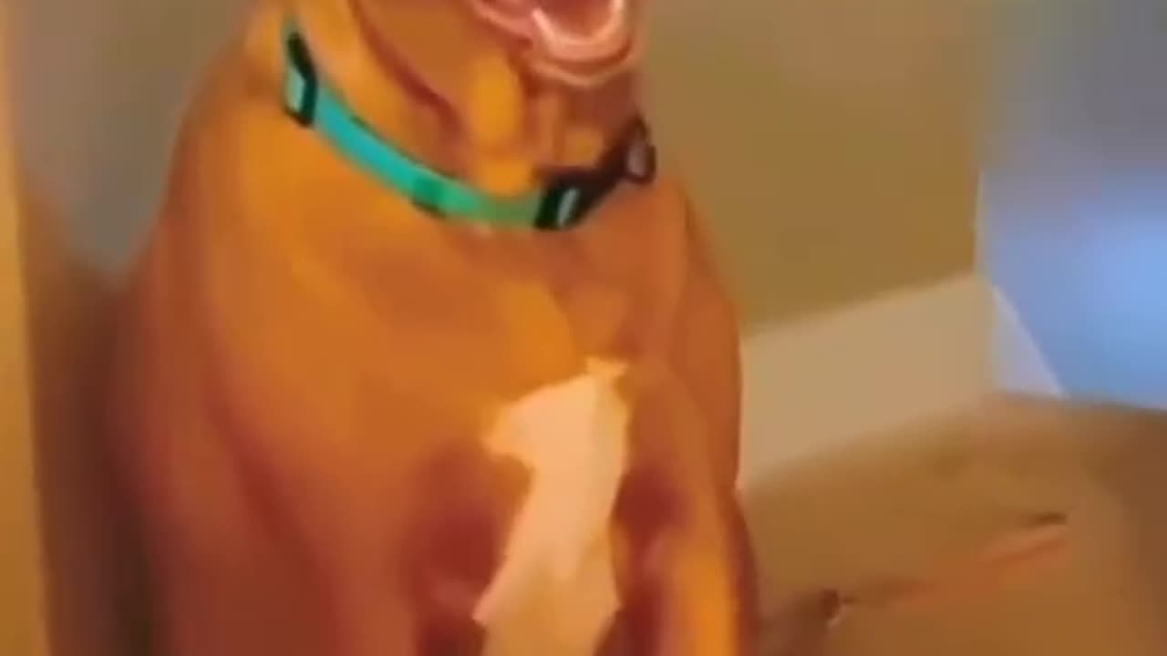 Funny Animal