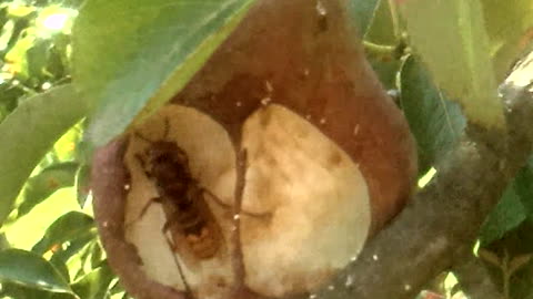 A hornet catches an ant in a pear, which is then eaten by the hornet.