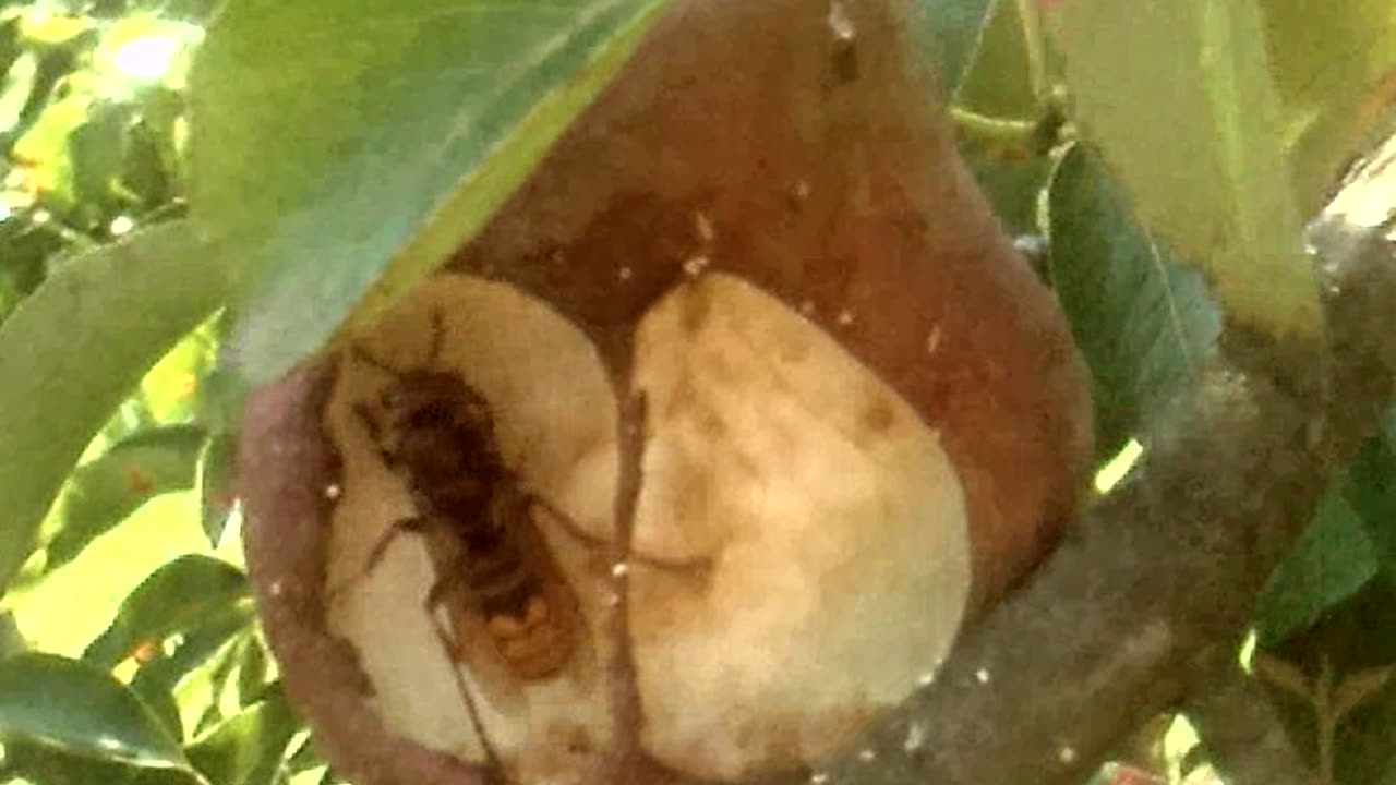 A hornet catches an ant in a pear, which is then eaten by the hornet.