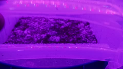 Jedi mindfuck and gl-45 caps mycelium