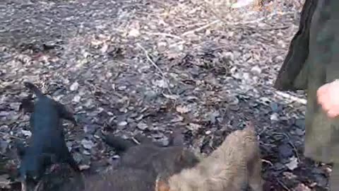 Jagdterrier catch dogs on wounded boar