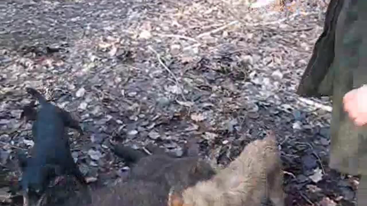Jagdterrier catch dogs on wounded boar