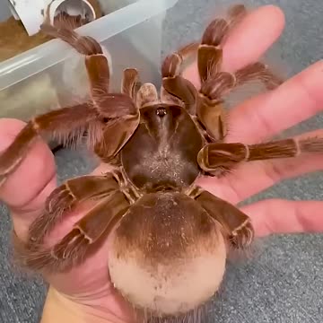 From Day 1 to Day 100: Watch This Animal's Incredible Growth! #animaljourney #beautifulnature