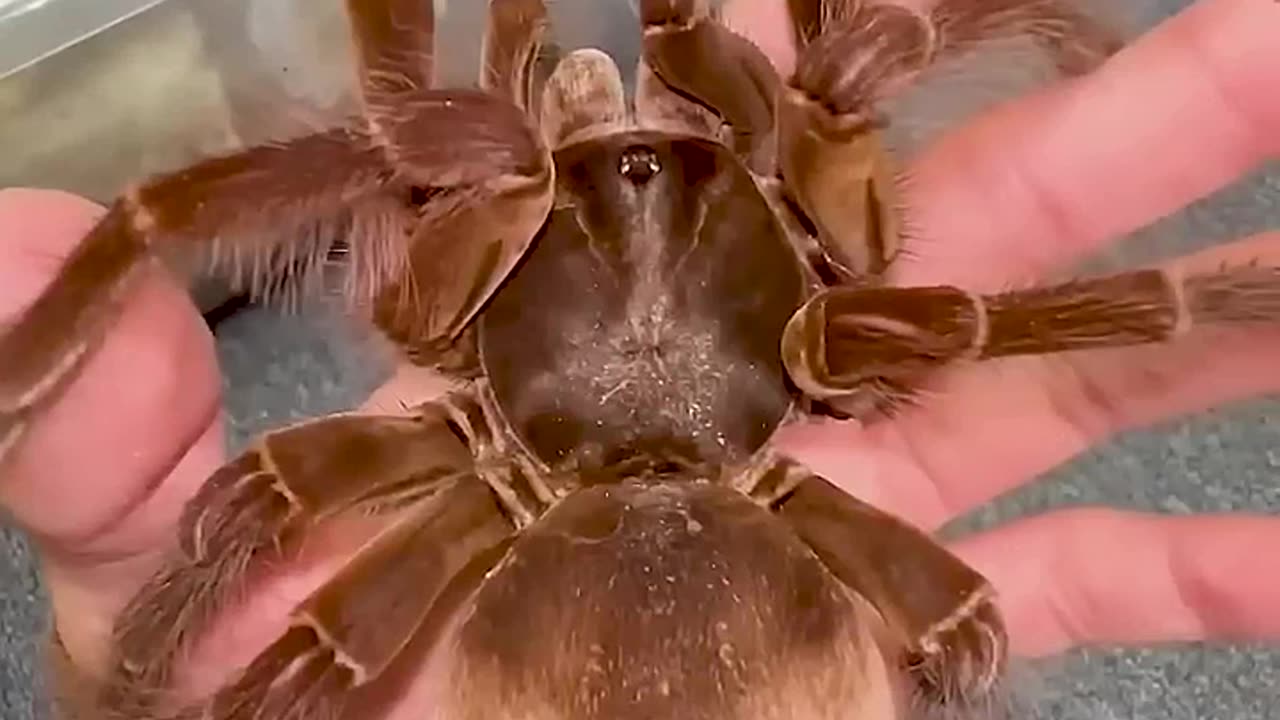 From Day 1 to Day 100: Watch This Animal's Incredible Growth! #animaljourney #beautifulnature