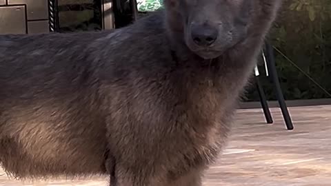 those eyes! 🐶this dog will leave you speechless