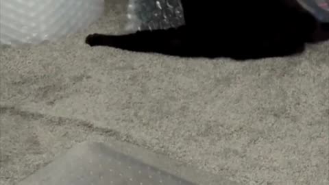 Cute Precious Piper Plays with Bubble Wrap - My Adopted Shelter Cat Vlog #shorts