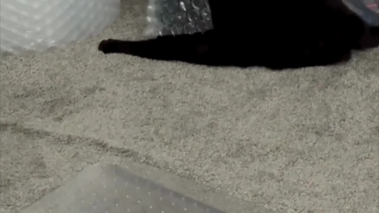 Cute Precious Piper Plays with Bubble Wrap - My Adopted Shelter Cat Vlog #shorts