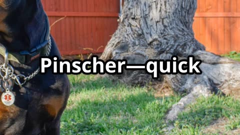 The Smartest Dog Breeds 🐶🧠 | Backed by Scientific Research