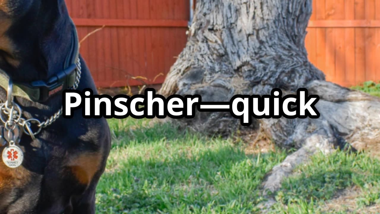The Smartest Dog Breeds 🐶🧠 | Backed by Scientific Research