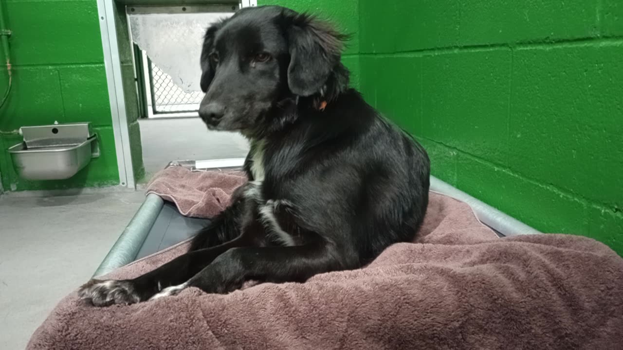 Obi 2y Pet Id 949836 kennel 7 HSSAZ shelter my snacks not savory enough 4 him, wants walk20251128320