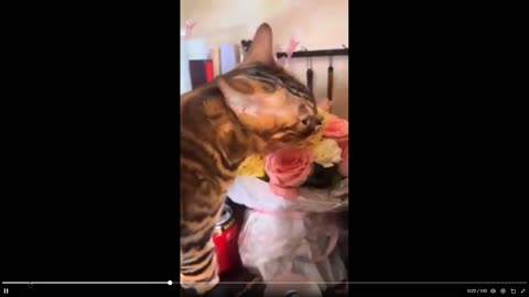 Quick Smile Clips: You notice how Cats start acting when you catch them...