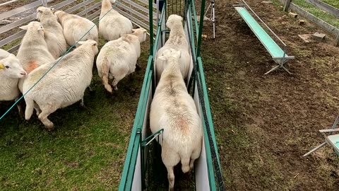Vaccinating Ewes