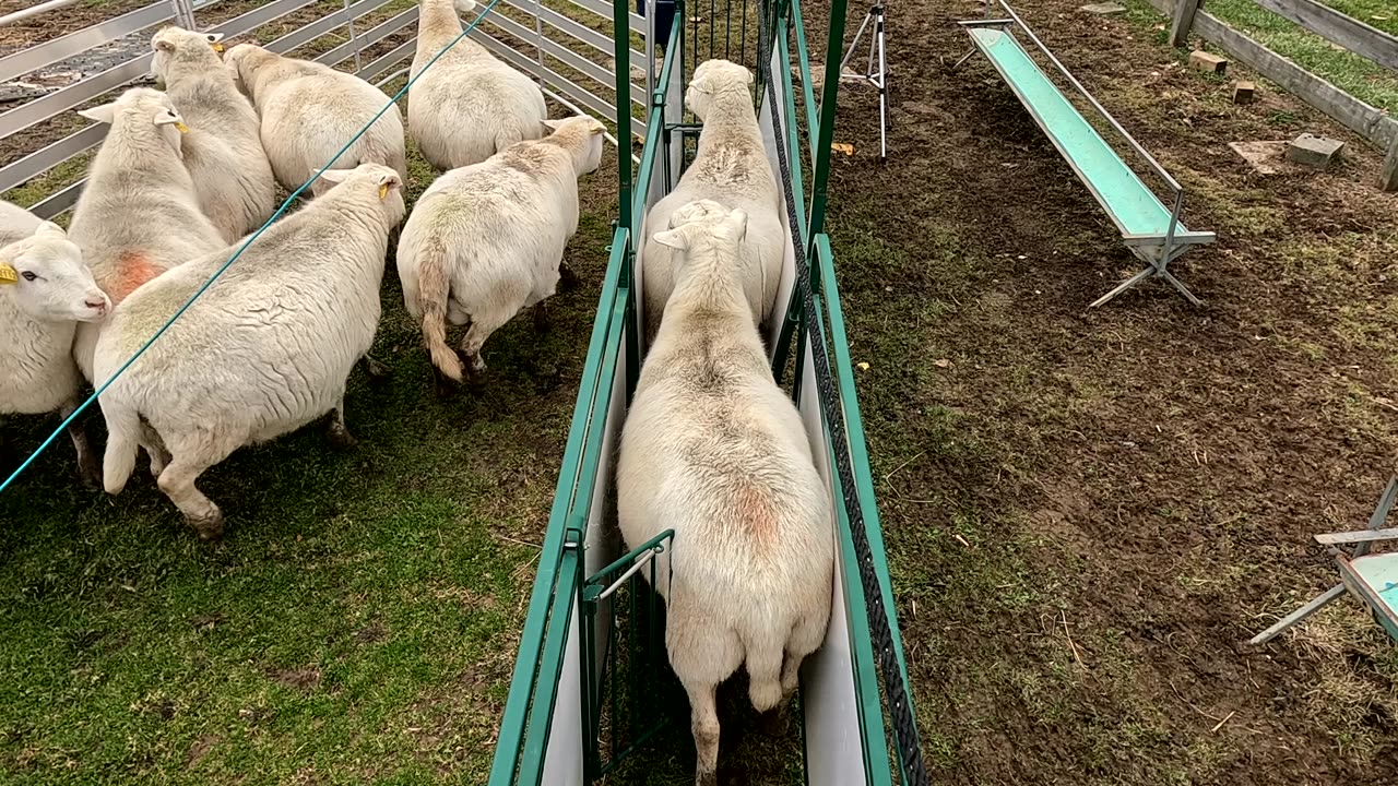 Vaccinating Ewes