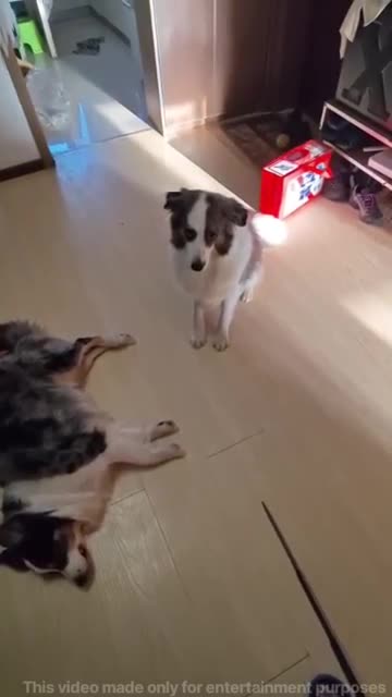 #MonkeyAndDog #FunnyAnimals