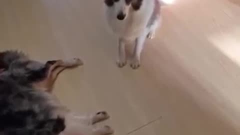 #MonkeyAndDog #FunnyAnimals