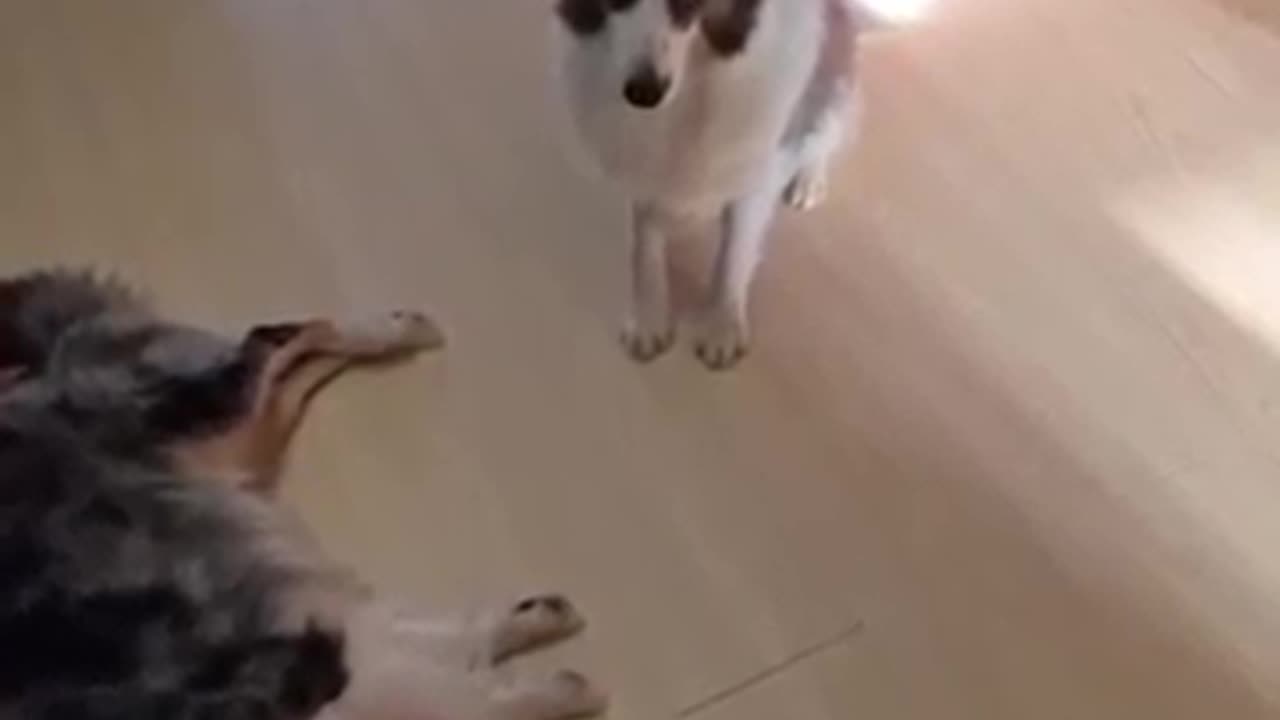 #MonkeyAndDog #FunnyAnimals