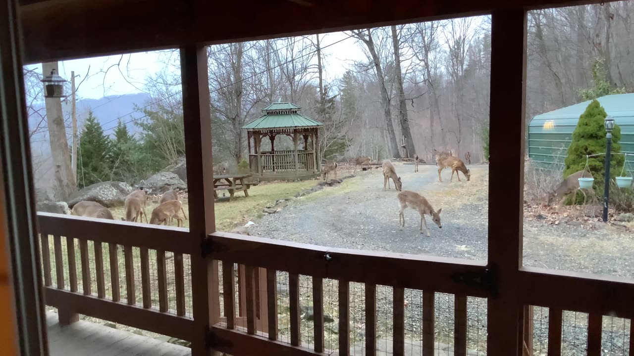 3/13/25 NW NC at The Treehouse 🌳 A loud bang scared every deer on the mountain to us for safety