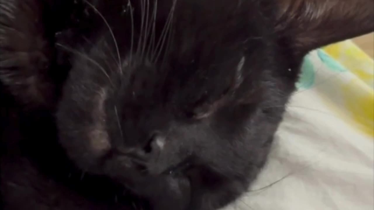 Cute Precious Piper is a Peaceful Sleeping Lap Cat - Adopting a Cat from a Shelter Vlog #shorts