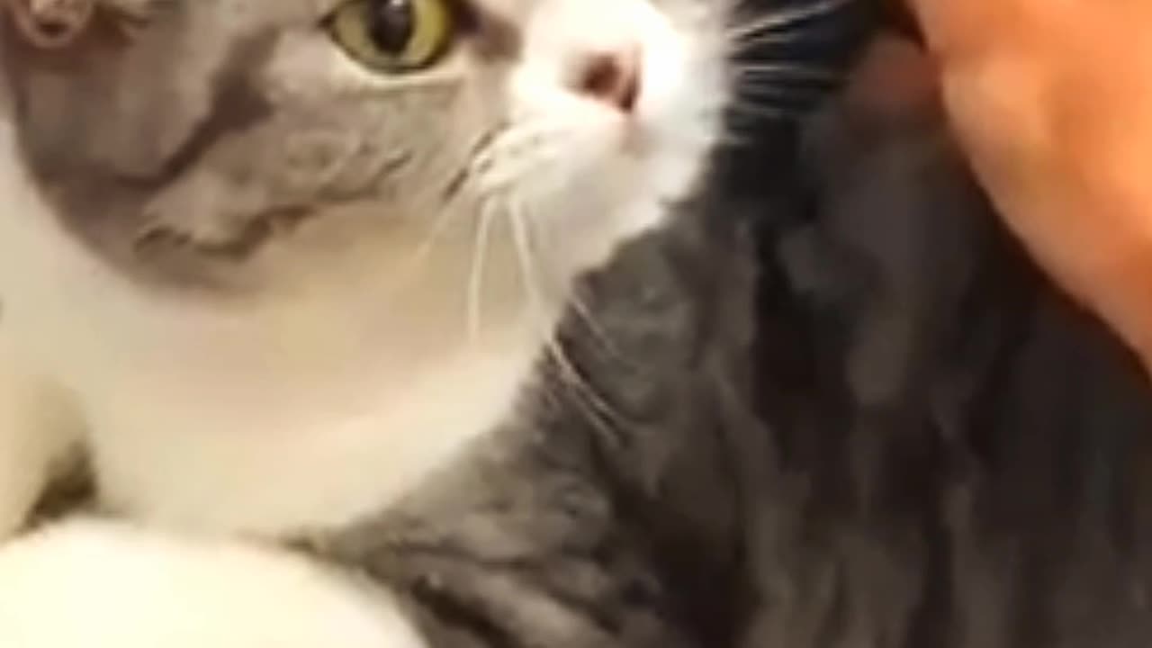 Viral cat video | #viral #cat