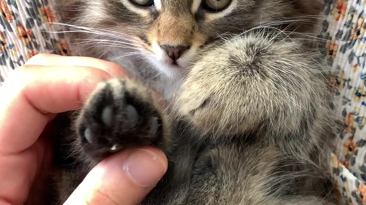 Whiskers & Wonders: Cat Compilation