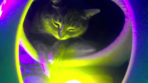 Chumby struggling to keep awake after securing her spot in the competition.