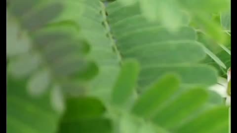 इमली खाने के फायदे