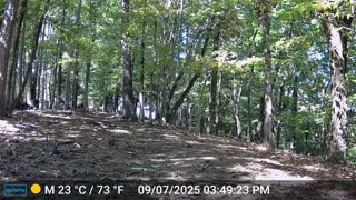 The Woods – 09/08/2025