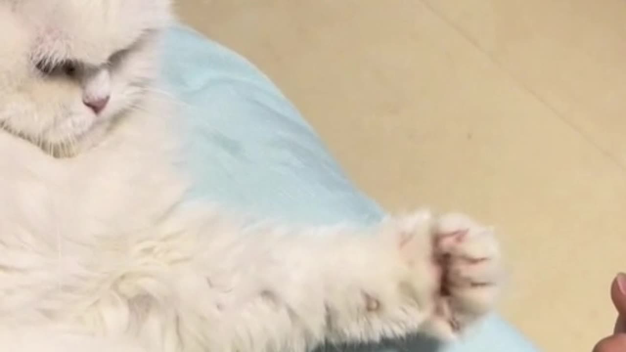 cute 😍 #cats #cat #cute