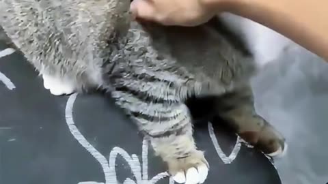 Follow for more #cat #funny