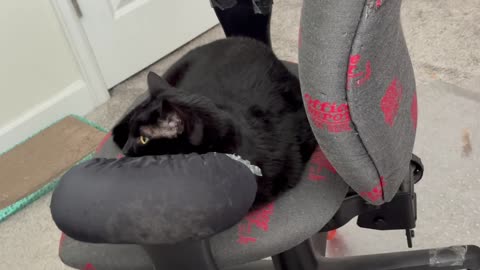 Cute Precious Piper Thinks About Becoming a Company Vice President - My Adopted Shelter Cat Vlog