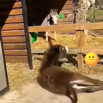 Funny animals, to the point of tears