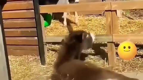 Funny animals, to the point of tears