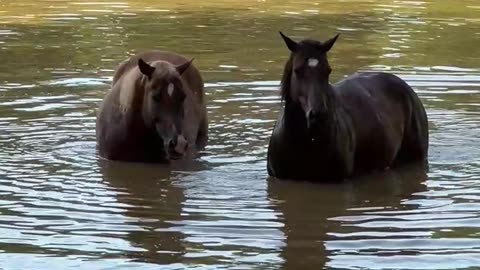 Horses love having a swimming pool!!!!