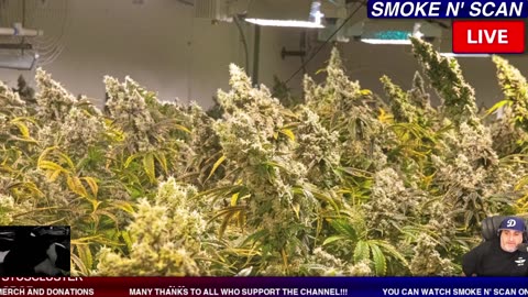 LIVE WORLD SERIES DODGER WIN CRIME PARTY! #WORLDSERIES #LIVE #LA #PARTY #CRIME