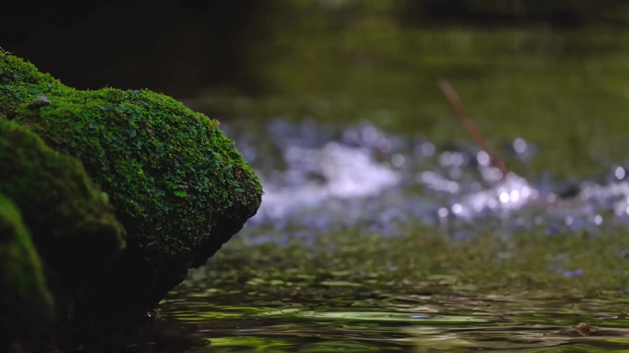 Whispers of the Spring