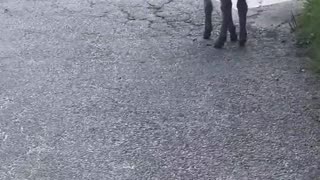 SMALL DONKEY
