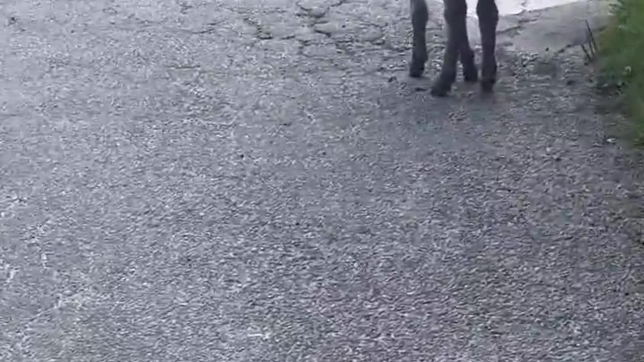 SMALL DONKEY