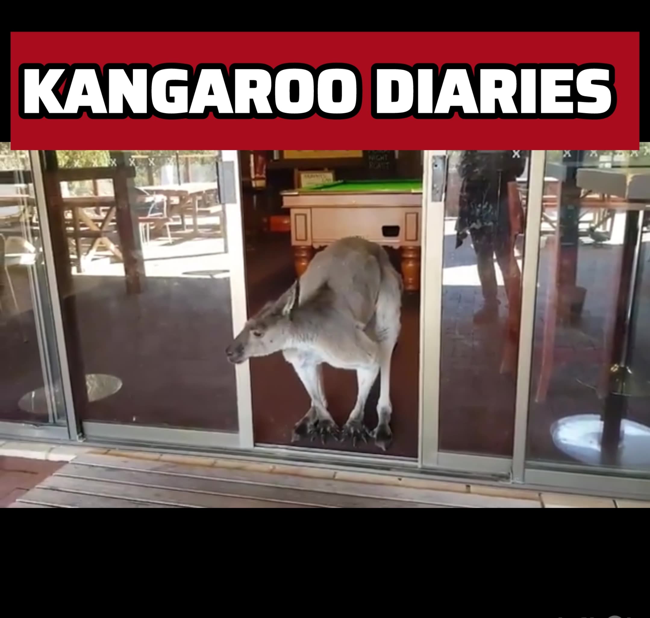 Kangaroo diaries only in Australia
