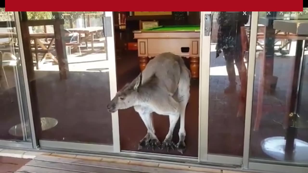 Kangaroo diaries only in Australia