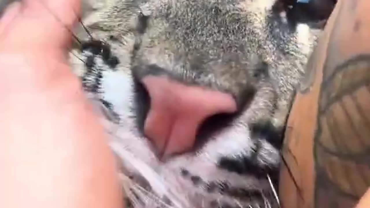 Cat Fren