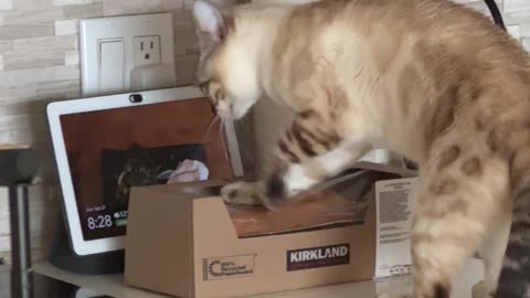 Cat Paws At Pound Cake