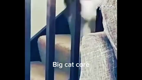 Funny animal videos