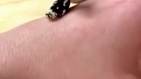 2-HEADED SNAKE 🐍