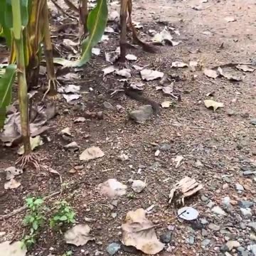 Shrew and her offspring