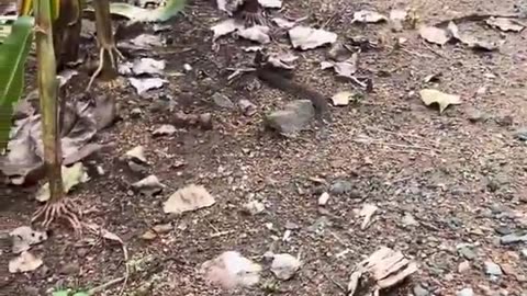 Shrew and her offspring