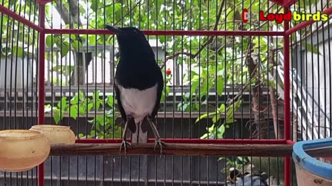 TERAPI KACER GACOR NGEPLONG INI DIJAMIN BIKIN LAWAN LANGSUNG NYAUT & GACOR