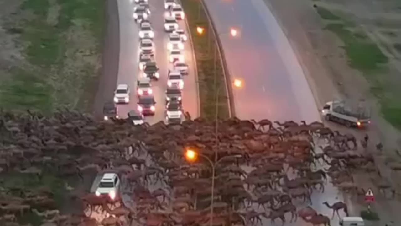 Roadblock! A Herd of Camels Stops Traffic