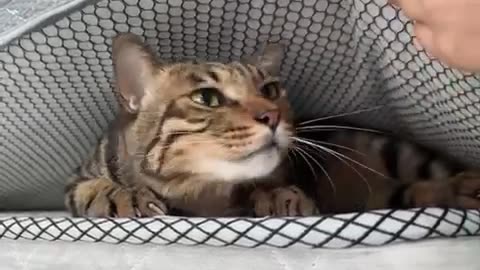 Clever Cat Hides Under Mattress