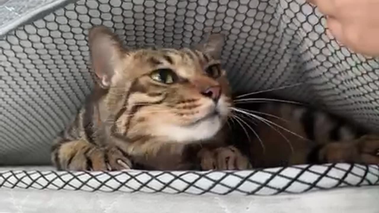 Clever Cat Hides Under Mattress